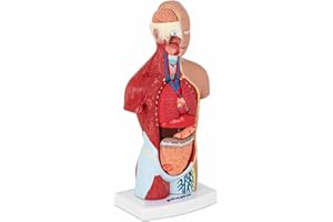 PHYSA WELLNESS & LIFESTYLE Physa Maquette Anatomique Du Torse Humain Modèle 3D Mannequin Anatomie Humaine Corps Humain Tronc PHY-HT-1 (Maquette 3D, En 15 Parties Amovibles, Très Riche En Détails, Plastique, Sur Socle)