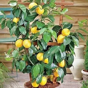 Delorea Desi Lemon Plant | Nimbu Desi Variety (1 Healthy Live Plant)