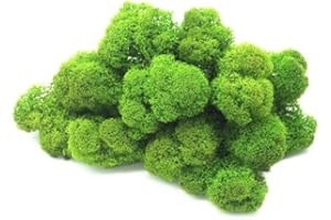 preserved Mousse de Renne stabilisée, Lichen de Renne Mur Vegetal Interieur, Cadre Vegetal, Terrarium, Decoration Naturelle, DIY, Tableau Vegetal, compositions Florales (Printemps, 50 grammes)