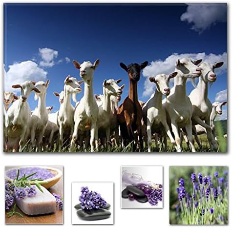 Eco Light Wall Art Canvas Bundle Charming Standing Ovation Audience Goats 31.5 X 47.2 Inch for Home Décor and Lovely Bedroom Lavender Collage Set of 4 Artwork Modern Framed.