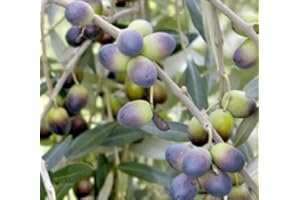 PIANTEWEB Albero Olivo Nolca