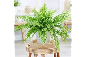 Carbeth Plants Boston Fern Plant in 12cm Pot - Classic Easy to Grow Nephrolepis exaltata Houseplant - Lush Greenery Air Purifying Foliaged Indoor Plant - Ideal for Living Spaces, Bathrooms and Offices