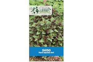 PLANETE GRAINES 50 graines shiso vert - perilla - persil japonnais - cuisine japonnaise - plante aromatique