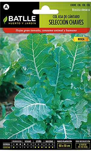 Semillas Hortícolas - Col Forrajera Asa de Cántaro sel. Chaves - Batlle