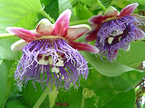 SAFLAX – Riesengranadilla / Königsgranadilla – 12 Samen – Mit Substrat – Passiflora quadrangularis - 3