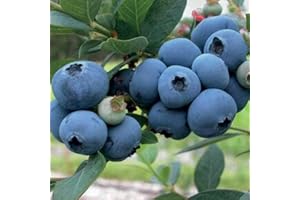 BAUMSCHULE WEDROWSKI W Myrtille Précoce Spartan 1L - Plante de Jardin, Arbres fruitiers - la Décoration Parfaite pour Votre Propriété - Pour les Débutants et les Jardiniers Professionnels