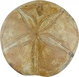 versteinerte seeigel Ca. 150 Mio Jahre, Fundort Marokko.