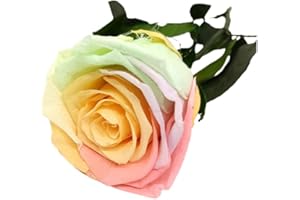 Mundo Eterno Rosa Eterna Preservada 35cm Multicolor Pastel