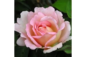 GIFTAPLANT Rose Dear Janet- -Superb Birthday Plant & Flower Gifts for Mum,Mom,Women,Her,Grandma