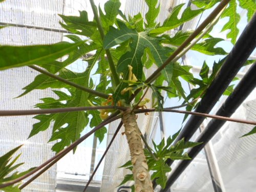 Papaya (Melonenbaum) Süße Früchte 15 frische Samenkörner