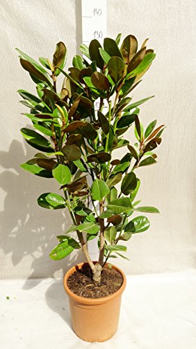 Frühlingsblüher – Magnolienbaum – weiße Blüten – Magnolia grandiflora – 130-150cm – Topf Ø 33cm - 4