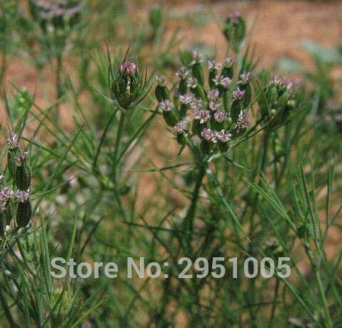 spécification FARMERLY Paquet de graines: 200pcs CIN CIN Cymin Parfumée pour Barbecue Jardin Bonsai Usine de Bricolage Livraison Gratuite