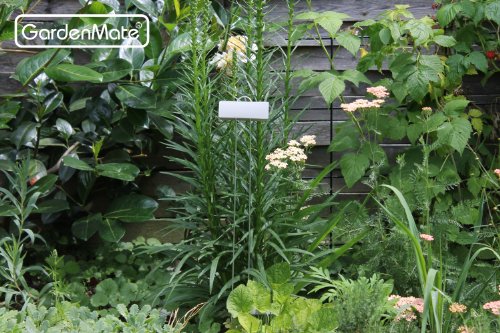 GardenMate® 25er Set Pflanzschilder Poster XL 55 cm aus Metall - 2