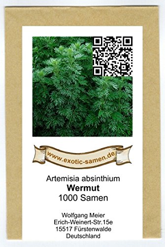 Wermut – Artimisia absinthium (1.000 Samen) - 2
