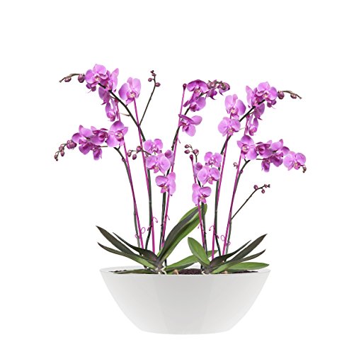 elho Brussels Diamond Oval Blumentopf 36cm – Weiss - 2