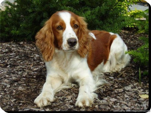 The Lazy Cow Gales Springer Spaniel Wooden Coaster Amantes de los Perros 256