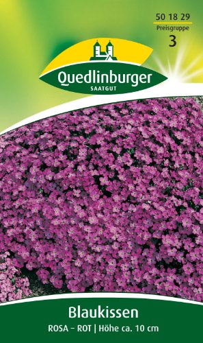Blaukissen, Rosa-rot