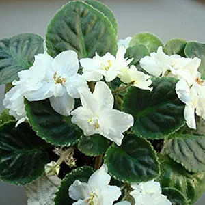 Mphmi Plant African Violet White Plant - Saintpaulia Ionantha