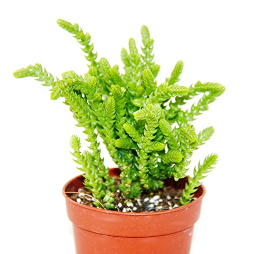 Sukkulente – Crassula lycopodioides – Mäuseschwanz – im 5,5cm Topf - 2