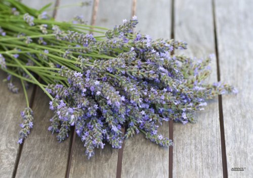 Tischsets abwaschbar Scent of Summer von ARTIPICS 4er-Set Platzsets Kunststoff 42x30 cm