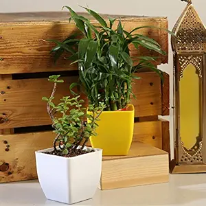 Ferns N Petals Combo of Jade Plant & 2 Layer Lucky Bamboo Plant Live Indoor White & Yellow Plastic Pot 3 X 3 Inches