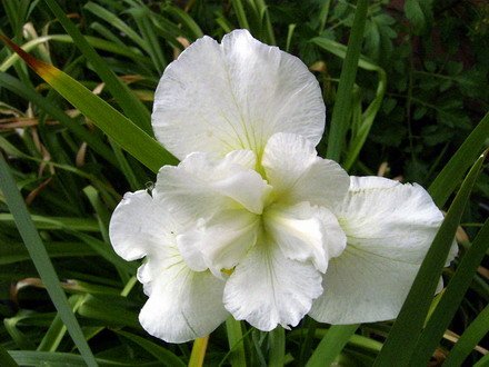 Schneekönigin Sumpfschwertlilie / Iris sibirica Snowqueen im 9x9 cm Topf