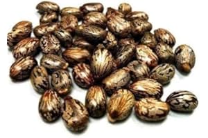ShopMeeko SEED graines de ricin 100gms semences (100 par paquet)