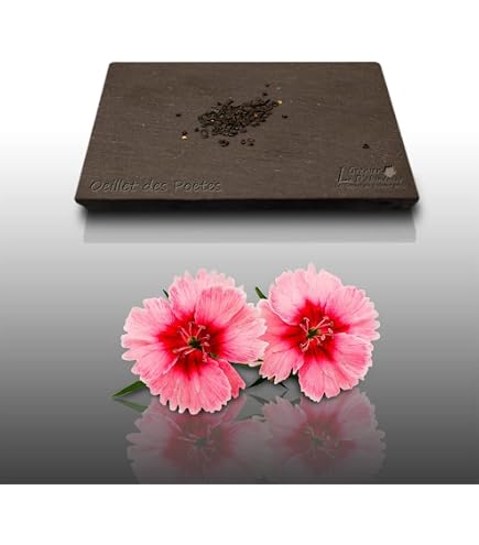 Graines Rose Trémière 'Majorette' - Althaea Rosea - Fleurs Doubles Pastel - Sachet De 15 Graines - Le Grenier D'Abondance