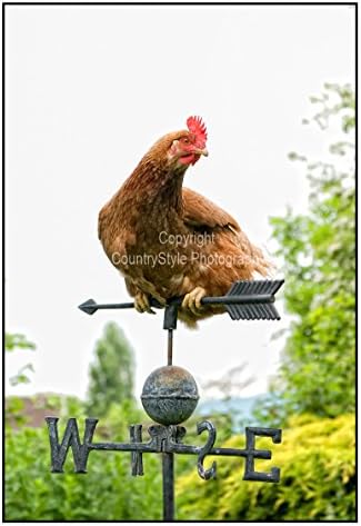 Chicken Hen Greeting Card Notelets - 5 individually cellophane wrapped A6 cards with envelopes - A Woman's Work is never Done