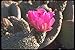 Produktbild 039066 Beavertail Cactus A4 Photo Poster Print 10x8