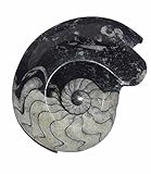 Goniatit versteinertes fossiles Gehäuse eines Kopffüßlers