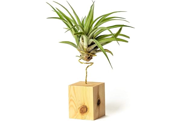 PLANDAIRE Tillandsia Velutina IR växt utan levande jord - Tillandsias riktiga växter - naturliga inomhusväxter Tillandsia riktiga växter luftväxter (stöd ingår) (furuträ)