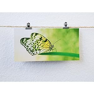 Postkarten XXL Panorama Schmetterling