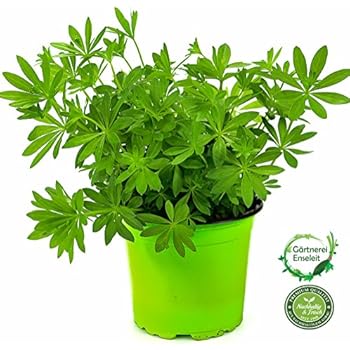 Liebstöckel,Levisticum officinale,Maggikraut,frisch für