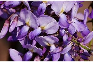 FLORANZA.DE Wisteria Chinese Noble Blue Rain Prolific Wisteria Sinensis Profilic Container Goods 60-100 cm