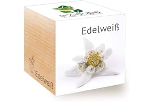 Feel Green Ecocube Edelweiss Idée Cadeau Durable (100% Ecofriendly), Grow Your Own/Culture, Plantes dans la Ceinture en Bois, fabriqué en Autriche