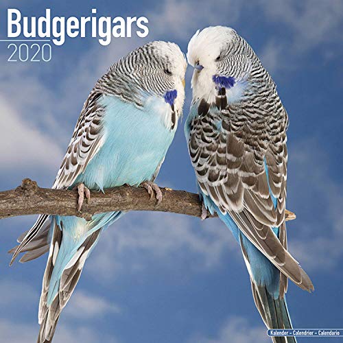 ⤂Télécharger⤃ Budgerigars Calendar 2020 Francais PDF