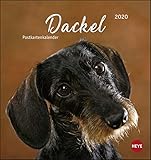 Dackel Postkartenkalender. Postkartenkalender 2020. Monatskalendarium. Spiralbindung. Format 16 x 17 cm by 