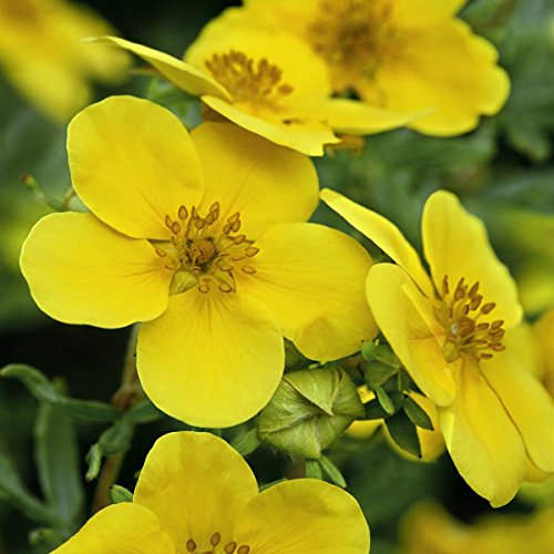 Fünffingerstrauch zum Stämmchen gezogen gelb blühend, 1 Pflanze - 3