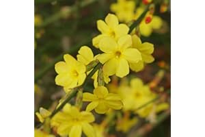 GARDENERSDREAM Jasminum Nudiflorum, la Jazmín de Invierno, es una trepadora floral de jardín caducifolia | Maceta de 9cm.