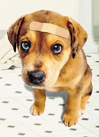 Photographic Greeting Card (GBBC0887) Get Well - Dog Wearing A Plaster