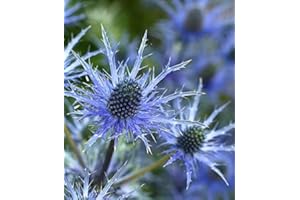 MOOSE SEEDS Sea Holly - Eryngium Planum - 150 Seeds
