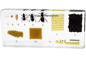 Rainbow_Road Real Life Cycle of Honeybee Development Specimen Resin Desk Paperweight Honeybee Grow Taxidermy Science Classroom Specimen for Science Education
