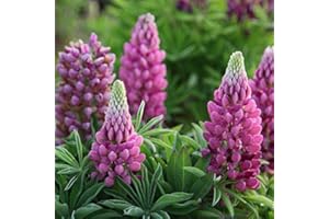 EYSII Russell Lupin graines mélangées 30+ graines de fleurs de plantes lupin vivaces colorées pour la plantation de jardin et de jardin facile à cultiver