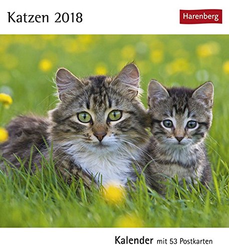 Katzen - Kalender 2018: Kalender mit 53 Postkarten