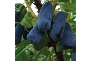 BAUMSCHULE WEDROWSKI W Kamtschatka-Beere Indigo Gem 1L Garten Pflanze mit Schönen Blüten - Die Perfekte Dekoration für Ihr Grundstück - Für Anfänger und Professionelle Gärtner - Leckeres und Gesundes Obst