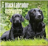 Black Labrador Retrievers 2015 - Schwarze Labradore by 