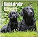 Black Labrador Retrievers 2015 - Schwarze Labradore by 