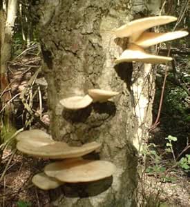Ready to Grow Mushroom Log - Pearl Oyster Mushroom