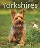 Image de Yorkshires : Bien les comprendre et bien les soigner, les conseils d'un expert pour votre animal favori